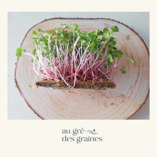 De la graine à l’assiette : idées pour sublimer vos herbes fraîches